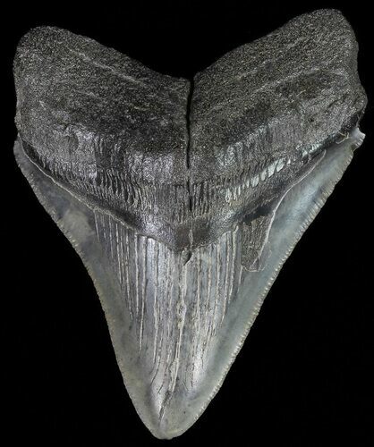 Serrated, Fossil Megalodon Tooth - South Carolina #70769